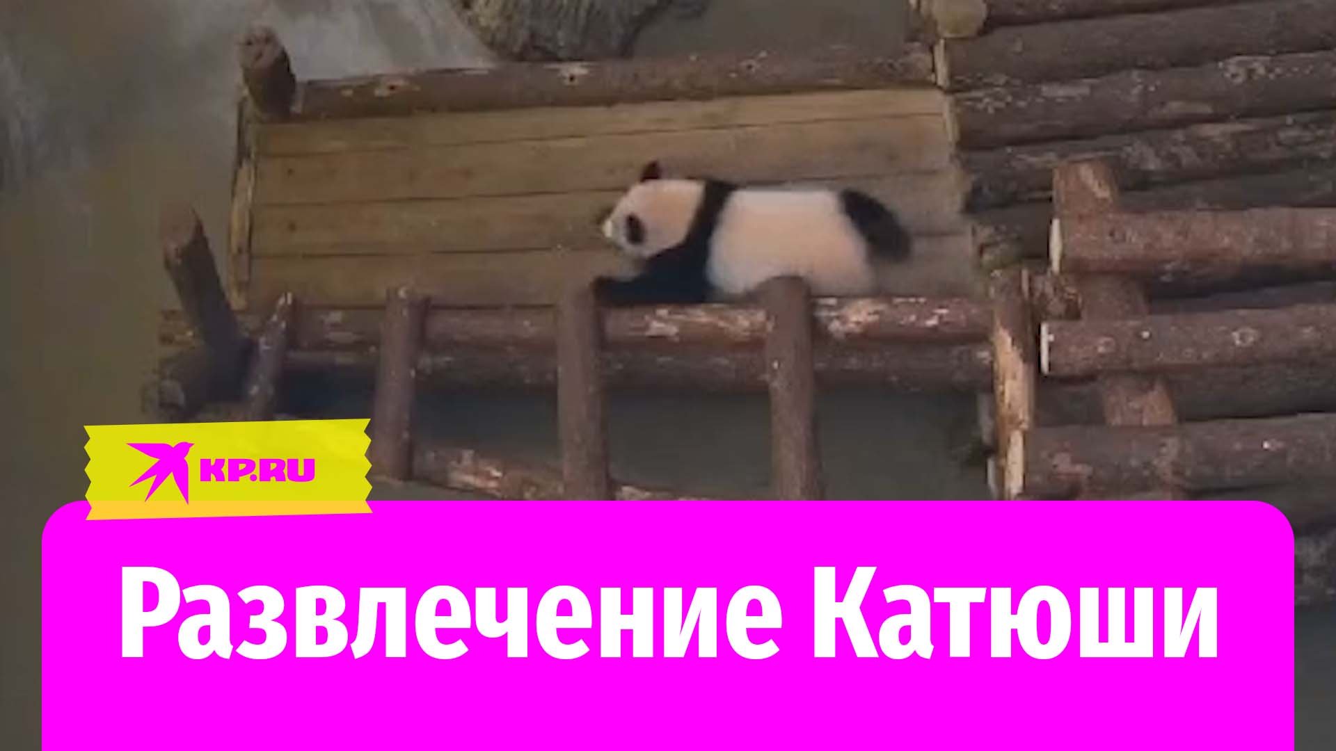 Камера Московского зоопарка сняла развлечения Катюши