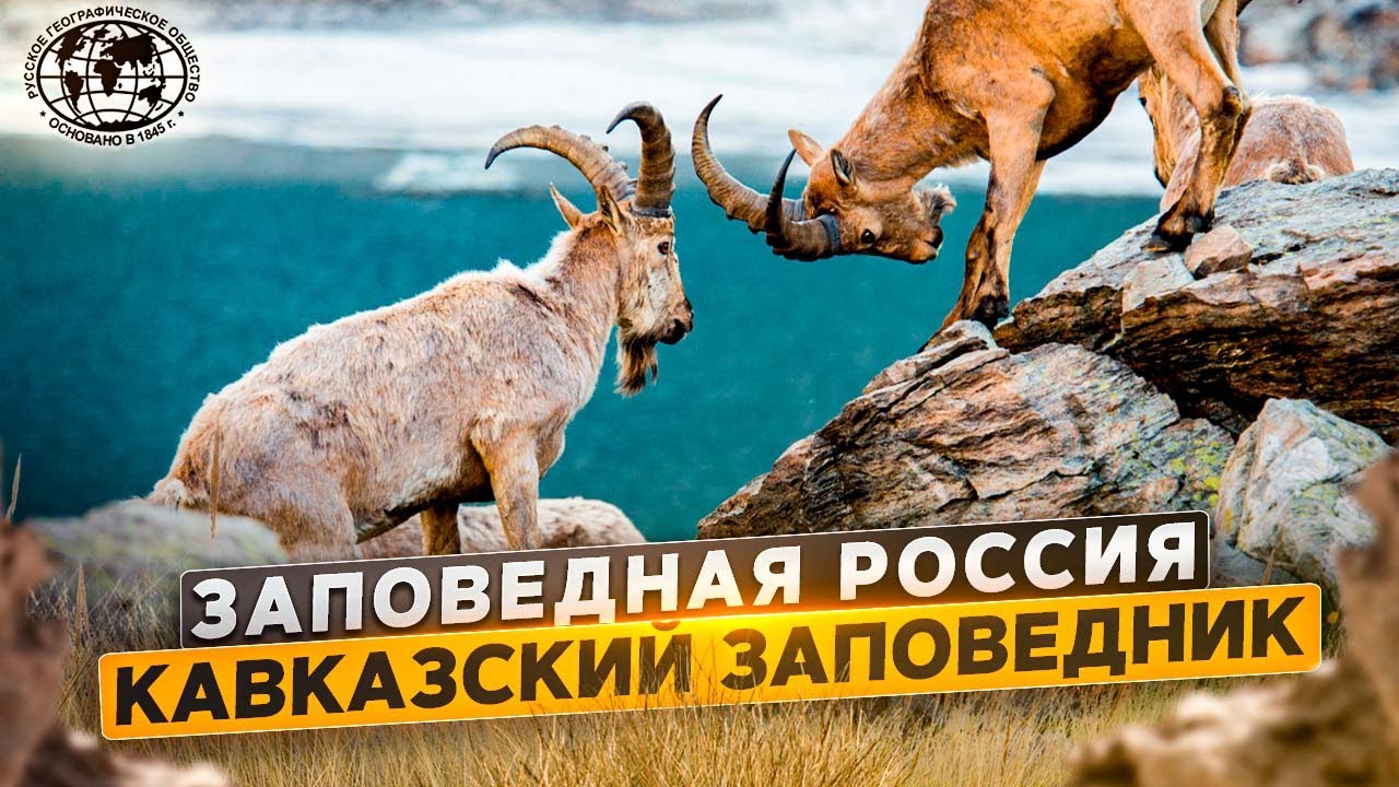 Заповедная Россия. Кавказский заповедник | @Русское географическое общество.