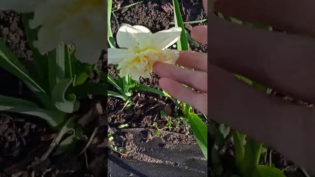 что цветет в моём саду на сегодня 15.04.22