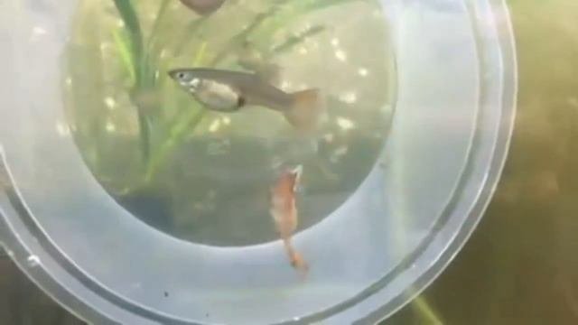 Best Freshwater Aquarium Fish With Names