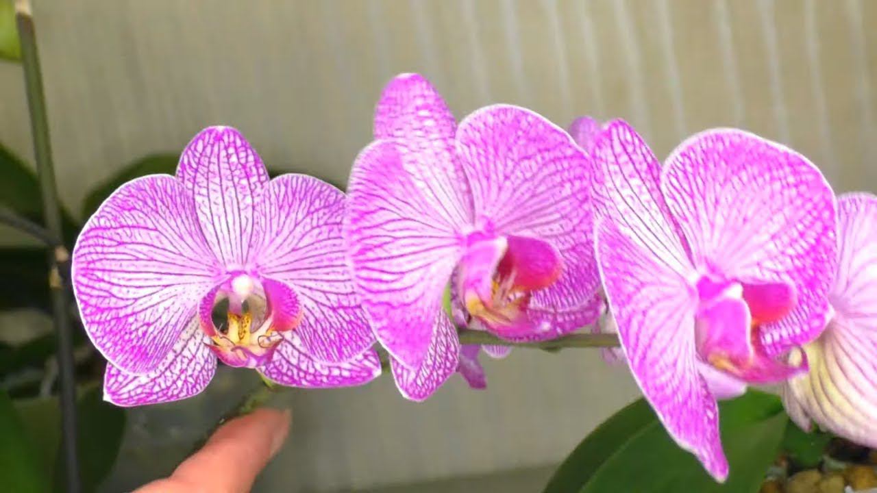 НЕ СРЕЗАЙТЕ Цветонос ОРХИДЕИ ПОСЛЕ ЦВЕТЕНИЯ!!! ДАЙТЕ ОРХИДЕИ ШАНС опять ЗАЦВЕСТИ