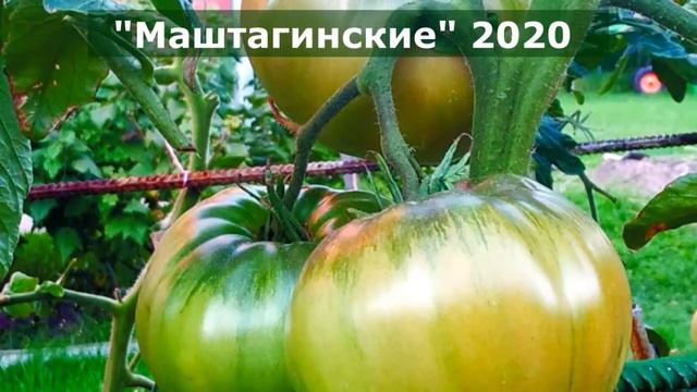 Подписывайтесь на мои новые каналы "Сад по-взрослому с Виктором Шадриным"