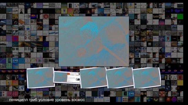 Плесень выжила в условиях открытого космоса