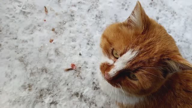 Кошки ждут, ждут тепло, но морозы не отступают!