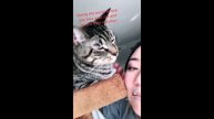 BEST CAT MEMES COMPILATION OF 2020 - 2021 PART 49 (FUNNY CATS)