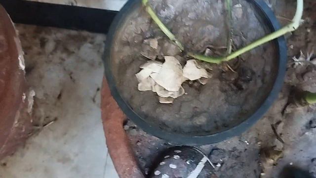 best plant for gifts plant gift   tubssam tarras garden  گفٹ آیا ھے   🛍️🤪