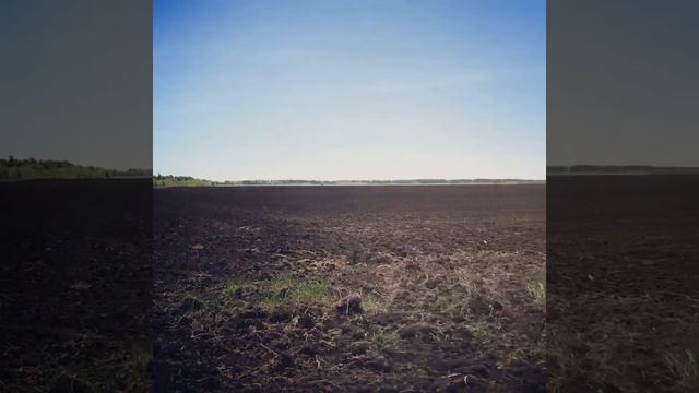 Сев подсолнечника 2021
