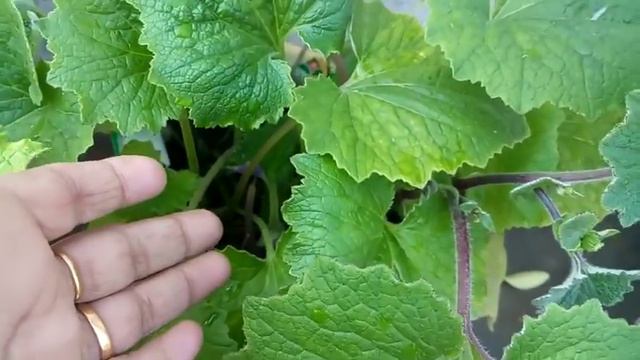 603- Cineraria को लगाना और उसकी देखभाल करना /Tips to grow & care CINERARIA (Hindi /Urdu) 12/1/18