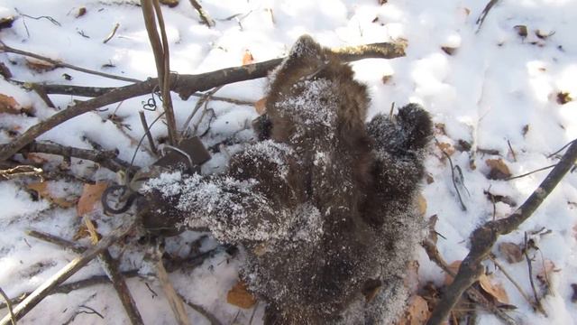 Первый соболь сезона 2015 2016 года