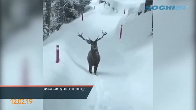 Необычный гость посетил один из горнолыжных курортов Сочи