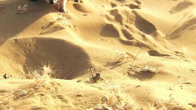 Ушастый еж в пустыне