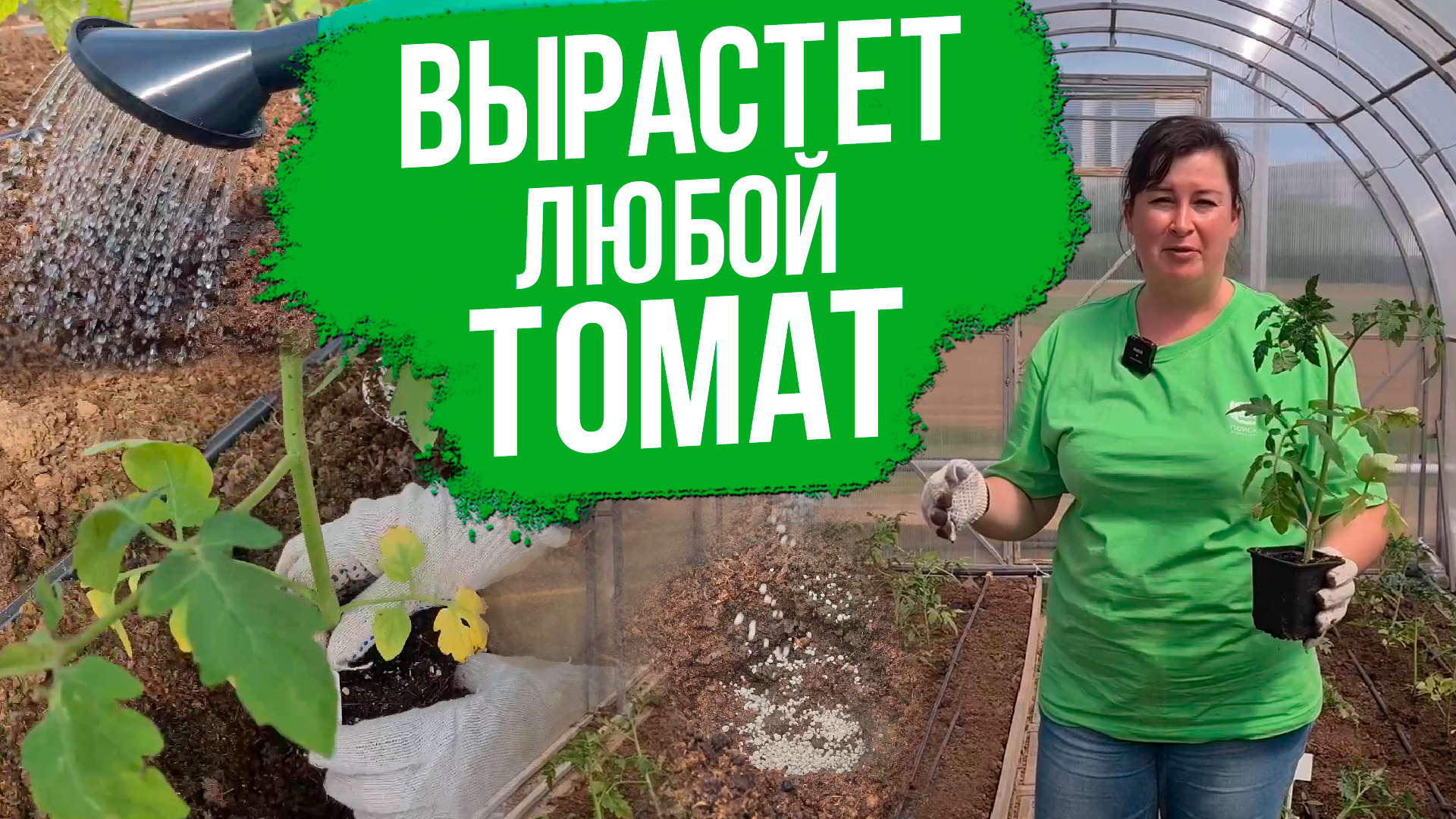 Высадка рассады томатов в грунт. Как высадить переросшую рассаду томатов лежа. Что положить в лунку.