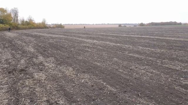 Коп по черняхам находки полезли