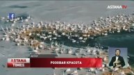 Уникальные кадры фламинго на замёрзшем озере сняли в Актау