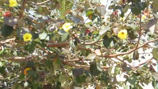 Гибискус липовидный!Hibiscus tiliaceus.Israel.Кирьят-Ям.