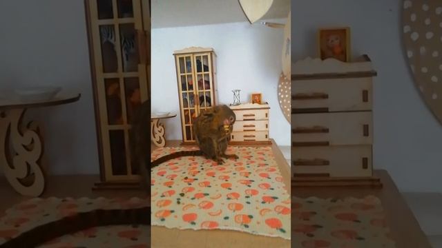 IMG_20230526_123729_177.mp4
