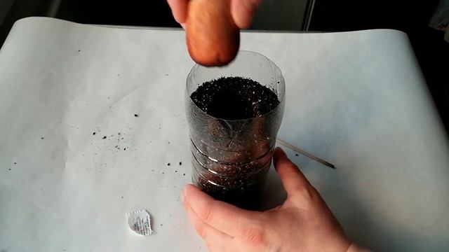 Как вырастить Авокадо из косточки дома часть 1