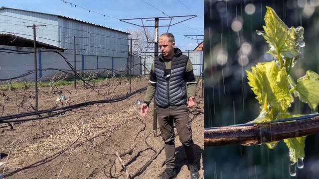 Спасение Виноградника от заморозков!!! Просто и дёшево - 4 способа.