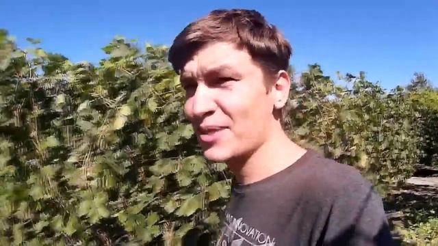 Виноград. Вызревание лозы.