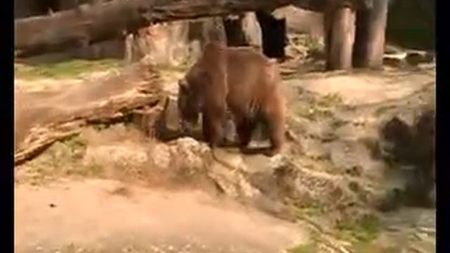 Der Berliner Zoo