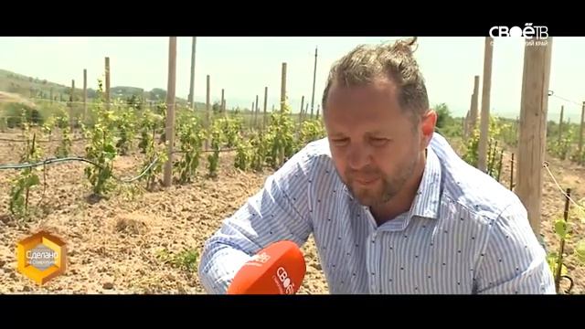 Сделано на Ставрополье  Виноградиники Колесникова