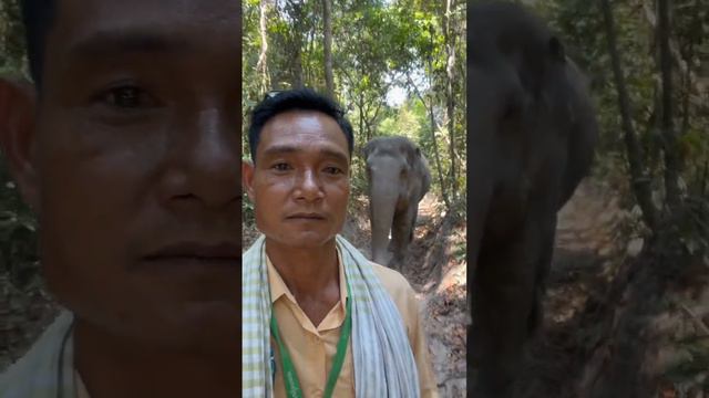 The elephant follow the tour guide