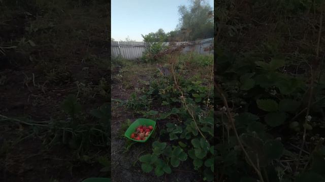 ПОМОШНИК В ОГОРОДЕ НА КЛУБНИКЕ