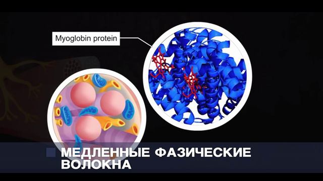 Классификация скелетных мышц