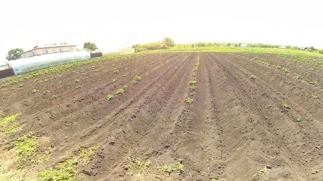 Результат повторного окучивания