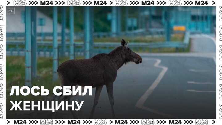 Охотники и спасатели стали искать детеныша лося в Салавате - Москва 24