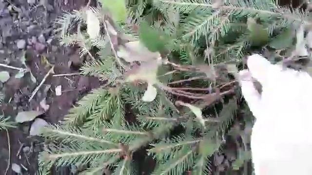 Татарстан. Укрытие клематисов 2гр. обрезки на зиму. 29.10.19 г.