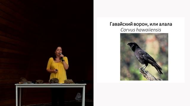 «Ворон считать престижно». Лекция орнитолога Ольги Калашниковой.