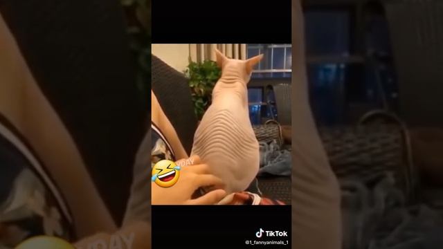 Приколы до слез. Домашние животные. смех до слез. 93 часть