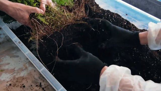Работы с зимним садом. Пересадка растений.