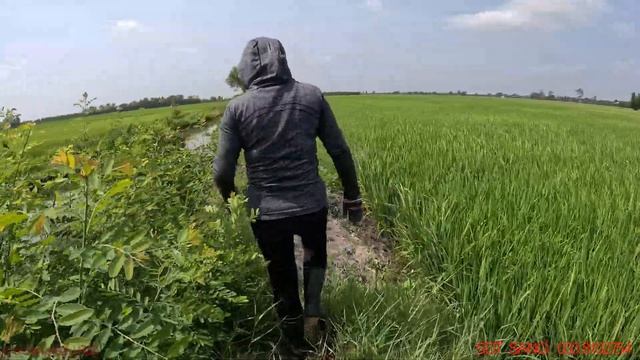 Con RẮN Khá TO l cò sang bẫy rắn l tập 175