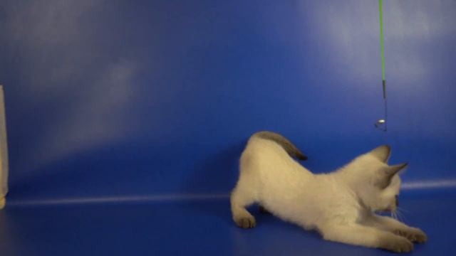 Тайский мальчик n33 Kristopher Gamlet, 1,5 месяца, окрас сил-пойнт