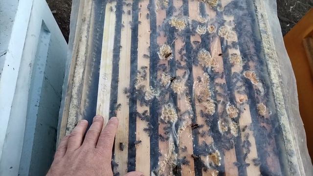 пасека пчёлы тянут вощину в апреле