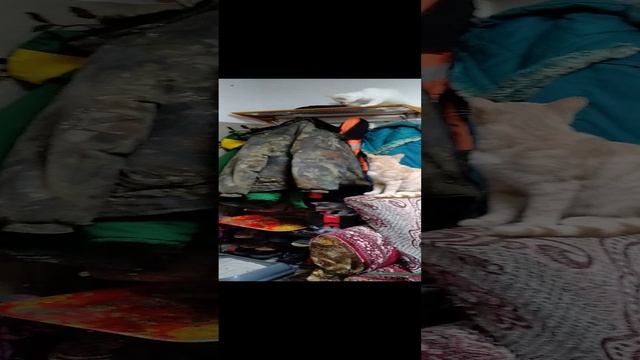 Наши питомцы