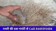पथरी 22mm का भी सिर्फ 2 दिन में टूट टूट कर पेशाब के रास्ते बाहर निकल जाएगा// Kidney Stone Treatment