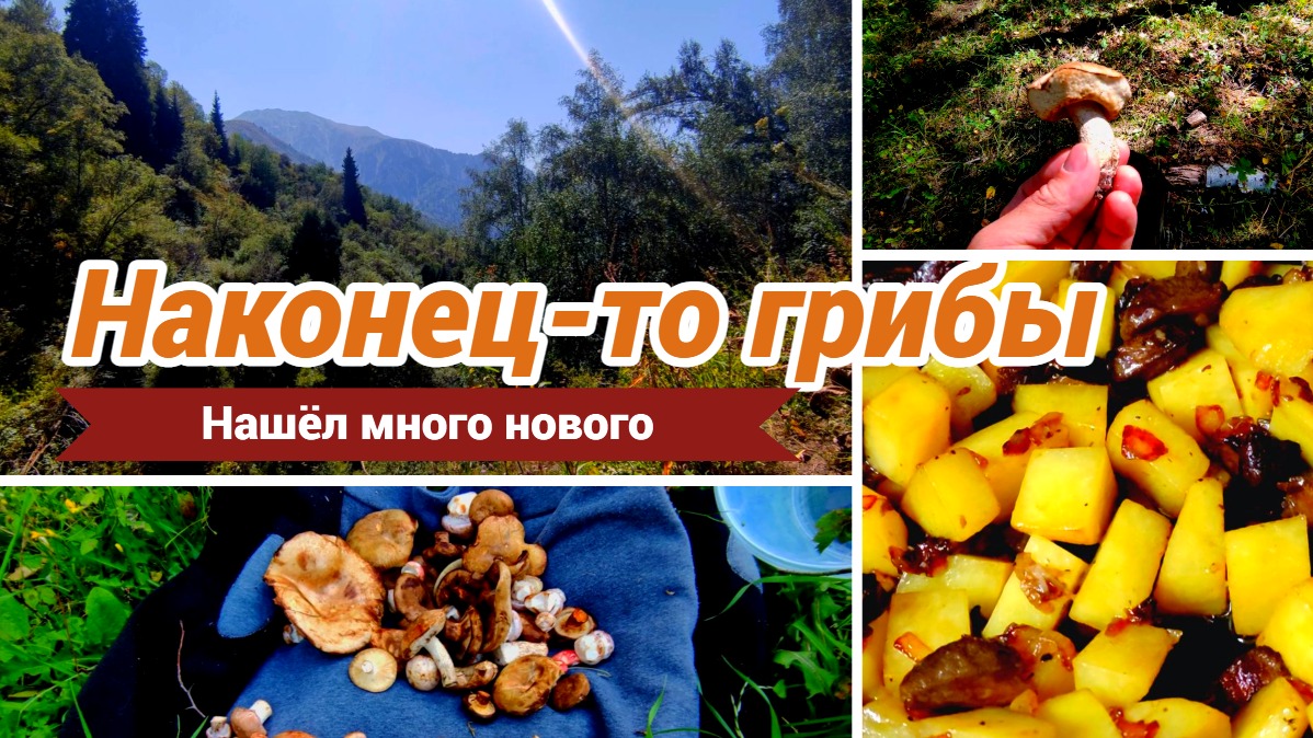 Наконец то пошли грибы Алматы август