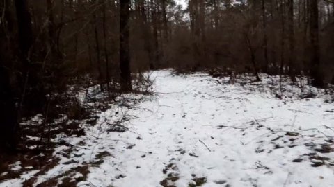 Зимняя прогулка в лесу. Кошка гуляет с нами. My kitty walks with us in the forest in winter.