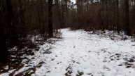 Зимняя прогулка в лесу. Кошка гуляет с нами. My kitty walks with us in the forest in winter.