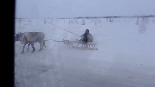 Ненцы на оленях