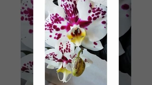Phal. Ever Spring King X Musashino MXS045