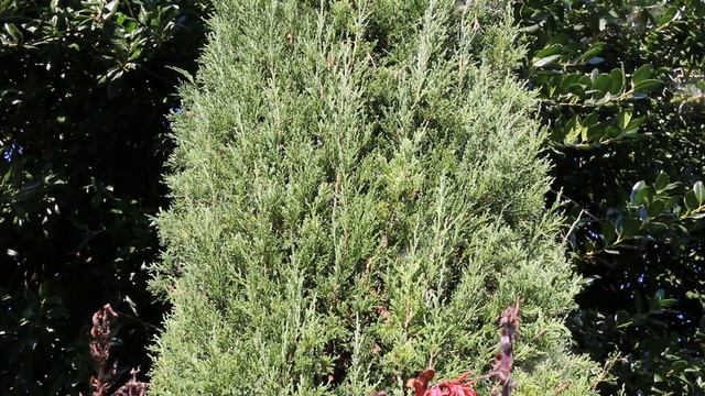 Taylor Eastern red cedar (Juniperus virginiana 'Taylor') - Plant Identification