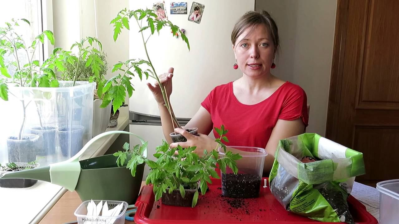 ТОМАТЫ в ПАКЕТАХ / ПРОСТО вырастим ПОМИДОРЫ.  2. Пересадка  / SIMPLY WAY TO GROW TOMATOES