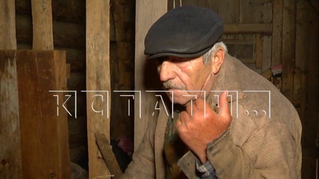 Из-за гибели кабанов в лесах, придется уничтожать домашнее поголовье свиней в Семеновском районе