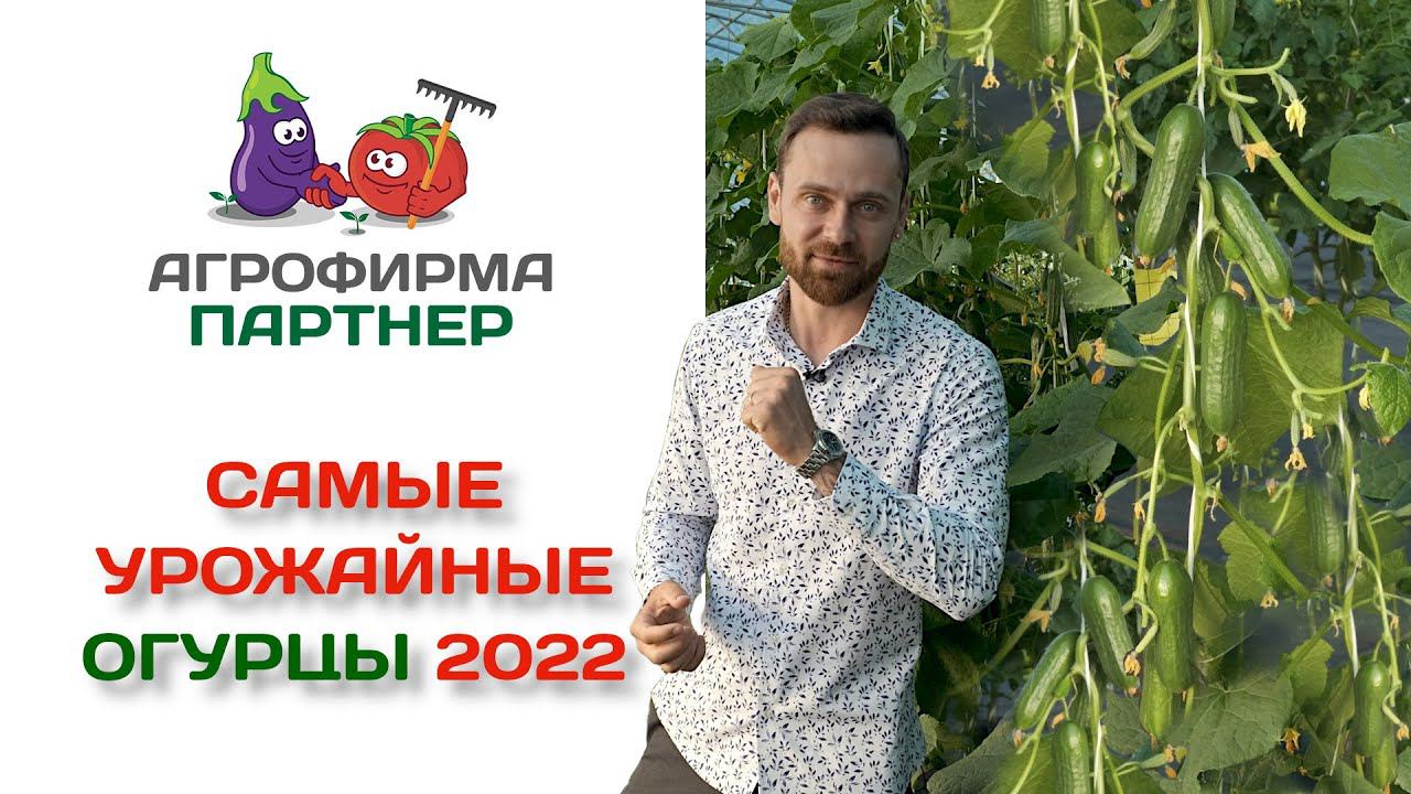 Самые урожайные огурцы 2022