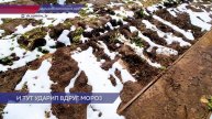 Заморозки, пришедшие в Приволжье, нанесли немалый ущерб огородам и садам нижегородцев