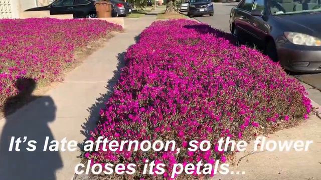 Ice plant flowers and what you need to know. cây hoa băng và những điều bạn cần biết